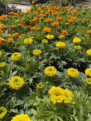 Tagetes - Büdöske csp 7x7