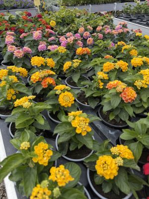 Lantana camara - Sétányrózsa csp9