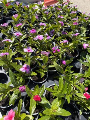 Catharanthus roseus - futó Vinka csp9