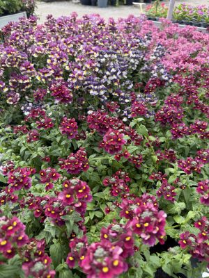 Nemesia - Vörösbegyvirág csp9