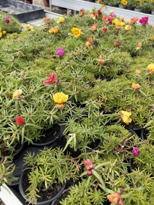 Portulaca grandiflora - Porcsinrózsa csp9
