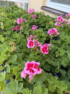 Pelargonium - álló Muskátli csp12