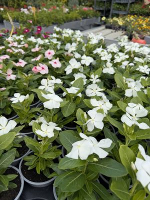 Catharanthus roseus - álló Vinka csp9