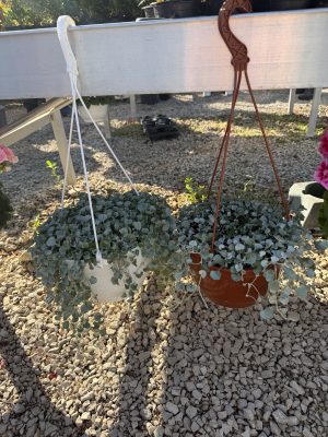 Kaspós Dichondra - Pázsitszulák