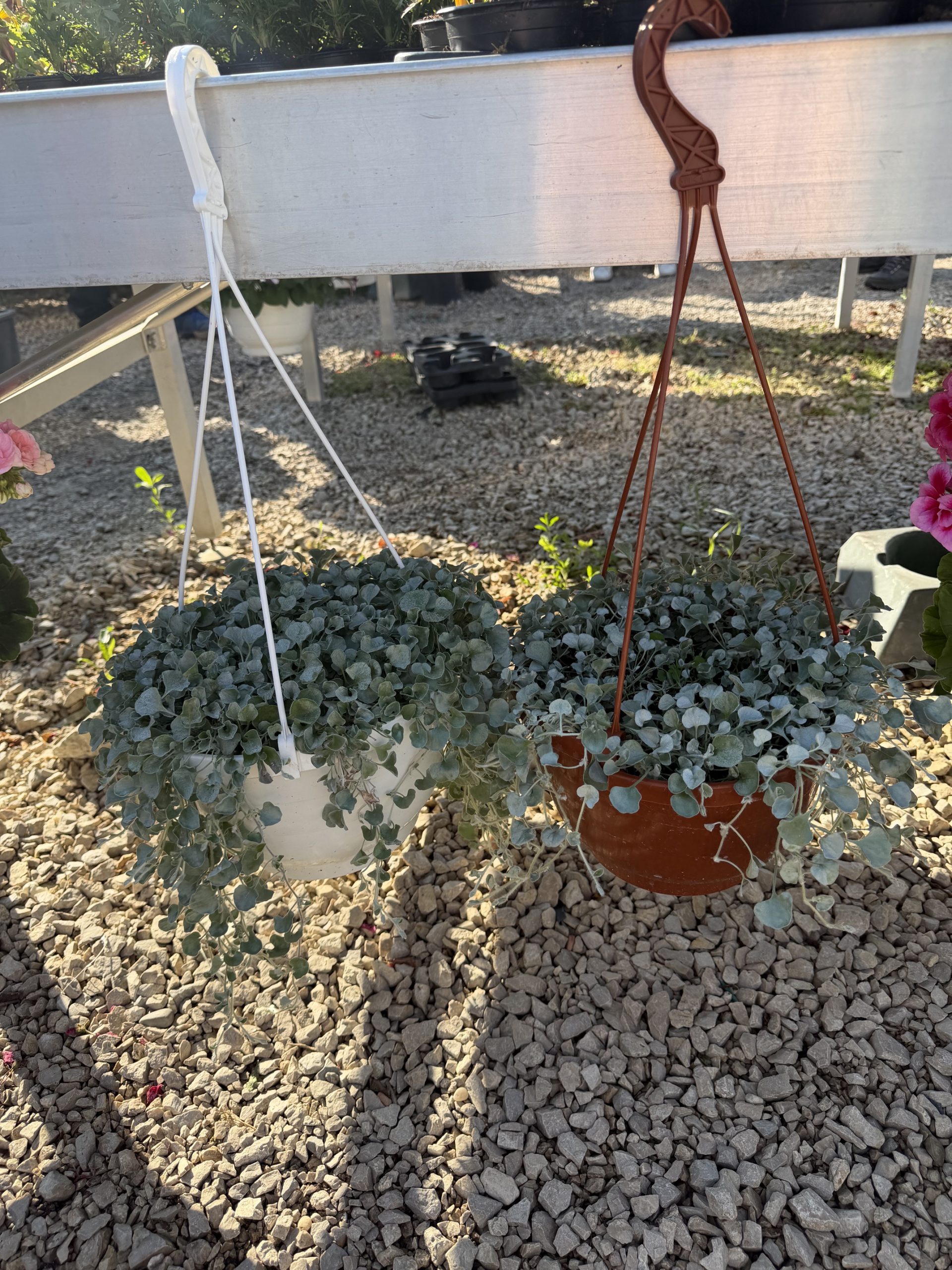Kaspós Dichondra - Pázsitszulák
