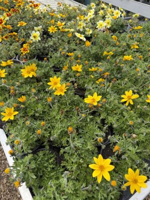 Bidens aurea - Balkon aranya csp9