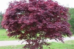 Acer palmatum 'Bloodgood' - Bordó levelű japán juhar K4