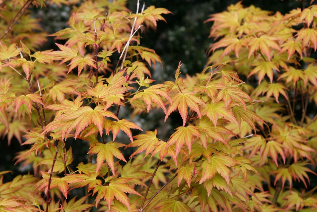 Acer palmatum 'Orange Dream' – Sárgászöld levelű japán juhar 40+cm