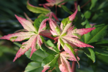Acer palmatum 'Oridono Nishiki' – Tarka levelű japán juhar K5