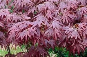 Acer palmatum 'Atropurpureum' - Japán juhar 40+ cm