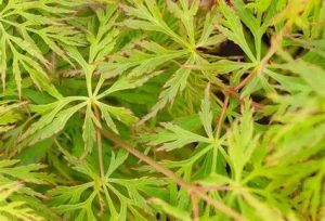 Acer palmatum 'Emerald Lace' – Japán juhar 40+cm