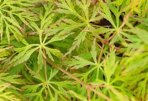 Acer palmatum 'Emerald Lace' – Japán juhar 40+cm