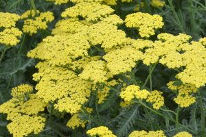 Achillea Sassy Summer 'Lemon' – Cickafark D14