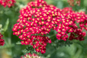 Achillea millefolium 'Paprika' – Közönséges cickafark D14