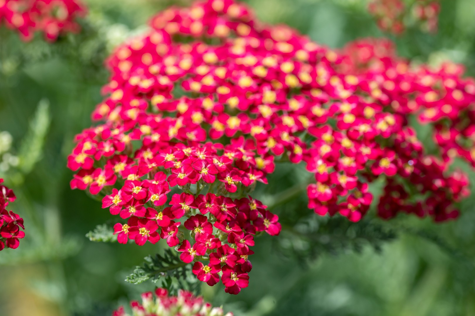 Achillea millefolium 'Paprika' – Közönséges cickafark D14
