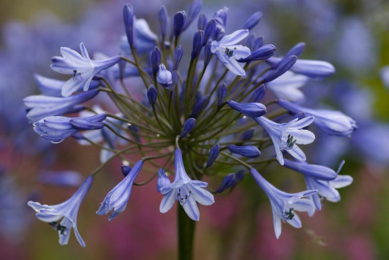 Agapanthus 'Dr Brouwer' – Szerelemvirág D14