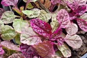Ajuga tenorii 'Princess Nadia' – Indás ínfű 9x9