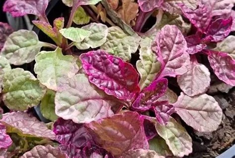 Ajuga tenorii 'Princess Nadia' – Indás ínfű 9x9