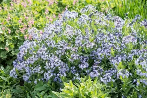 Amsonia 'Blue Ice' - Amson virág 9x9