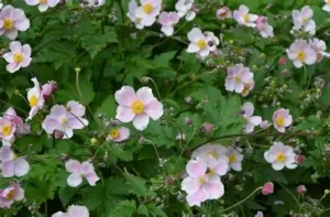 Anemone hupehensis 'Pink Saucer' - Halvány rózsaszín szellőrózsa 9x9