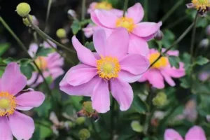 Anemone x hybrida 'Garden Breeze Rosy Red' - Szellőrózsa D14