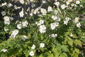 Anemone x hybrida 'Honorine Jobert' – Szellőrózsa D14