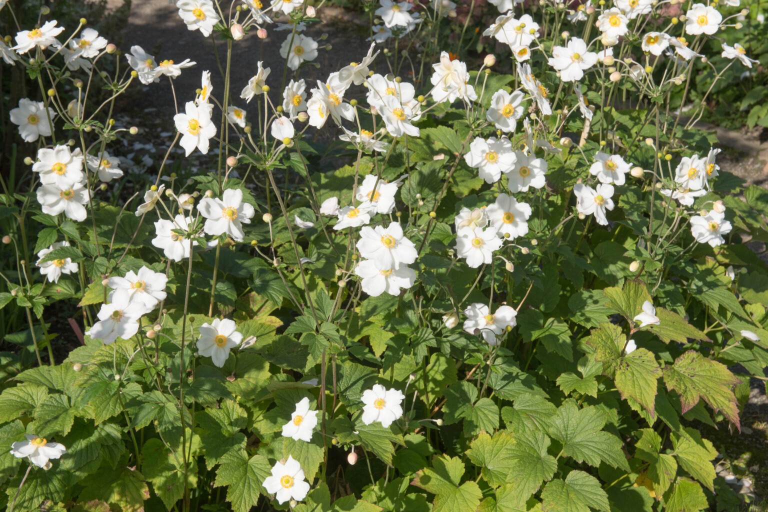 Anemone x hybrida 'Honorine Jobert' – Szellőrózsa D14