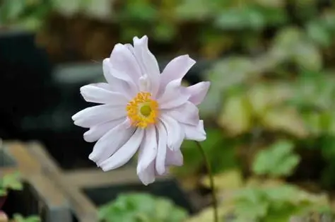 Anemone x hybrida 'MontRose' – Hibrid szellőrózsa D14