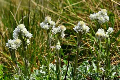 Antennaria dioica 'Alba' – Parlagi macskatalp 9x9