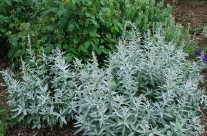 Artemisia ludoviciana 'Valerie Finnis' – Gyopáros üröm D14