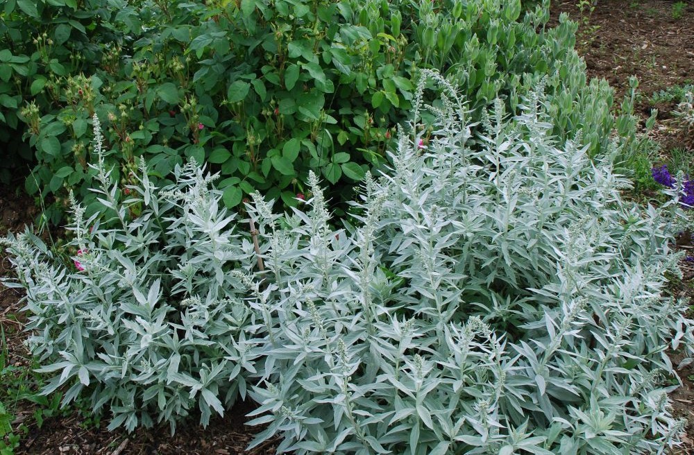 Artemisia ludoviciana 'Valerie Finnis' – Gyopáros üröm D14
