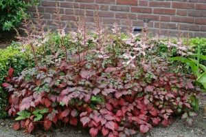 Astilbe 'Beauty of Ernst' - Tollbuga K2