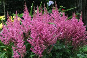 Astilbe chinensis ' Vision in Pink' - Tollbuga K2