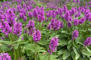 Betonica officinalis 'Hummelo' - Nagyvirágú tisztesfű 9x9