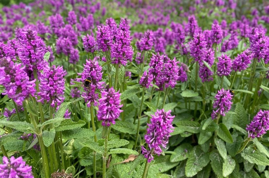 Betonica officinalis 'Hummelo' - Nagyvirágú tisztesfű 9x9
