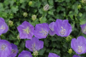 Campanula carpatica 'Perla Blue' – Kárpáti harangvirág 9x9