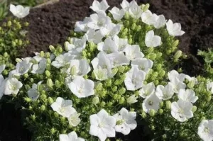 Campanula carpatica 'Perla White' - Kárpáti harangvirág 9x9