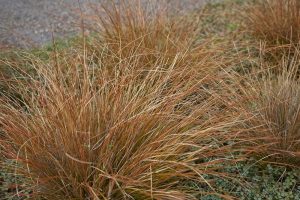 Carex buchananii 'Red Rooster' – Bőrlevelű sás 9x9