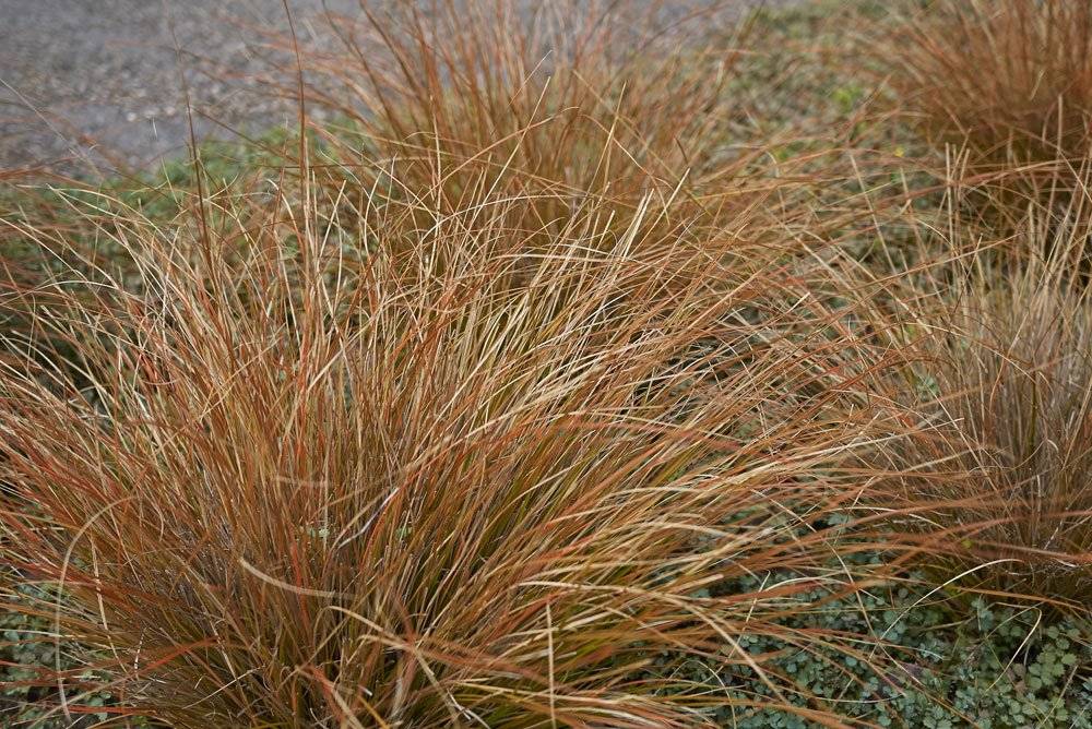 Carex buchananii 'Red Rooster' – Bőrlevelű sás 9x9