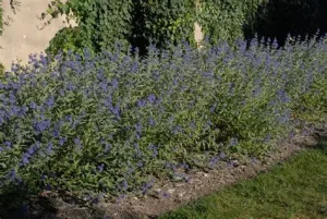 Caryopteris x clandonensis 'Blue Knight' – Angol kékszakáll D14