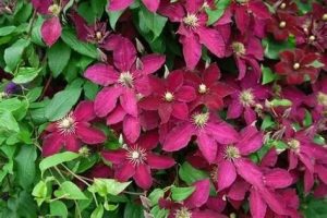 Clematis 'Ernest Markham' - Bíborvörös klematisz 60 cm