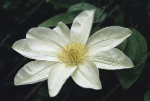 Clematis 'Wada's primrose' - Klematisz 60cm