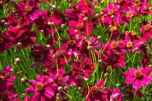 Coreopsis verticillata 'Ruby Red' – Keskenylevelű menyecskeszem D14