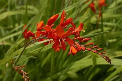 Crocosmia 'Lucifer' - Sáfrányfű K2