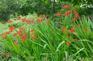 Crocosmia ‘Babylon’ – Sáfrányfű K2