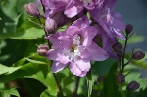 Delphinium elatum 'Delphina Pink White Bee - Szarkaláb D14