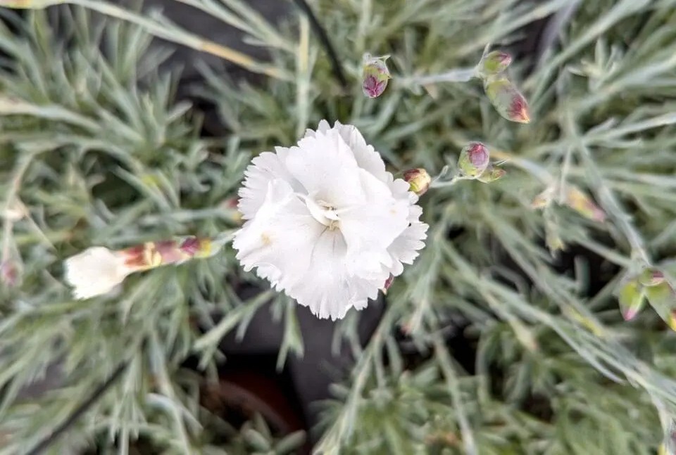 Dianthus plumarius 'Angel of Purity' – Tollas szegfű D14