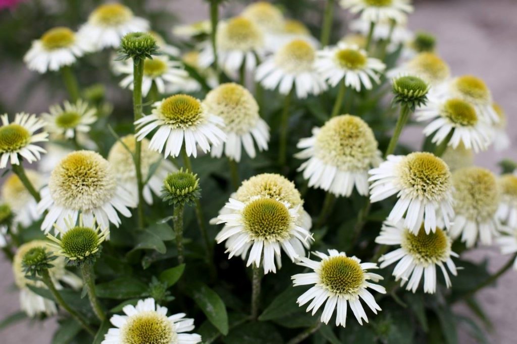 Echinacea 'Delicious Nougat' – Kasvirág D14
