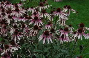 Echinacea 'JS Engeltje' (Pretty Parasols) - Kasvirág D14