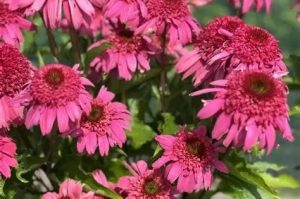 Echinacea 'Delicious Strawberry' - Kasvirág D14
